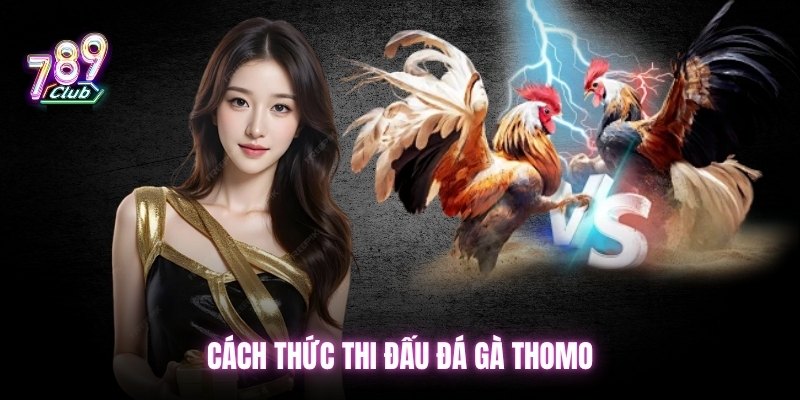 Cách thức thi đấu đá gà Thomo