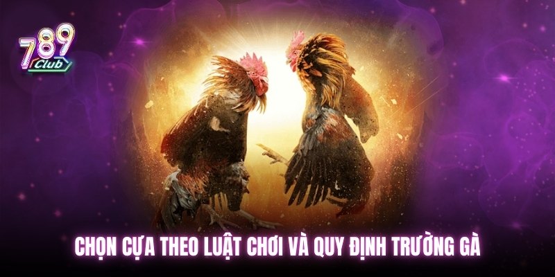 Chọn cựa theo luật chơi và quy định trường gà