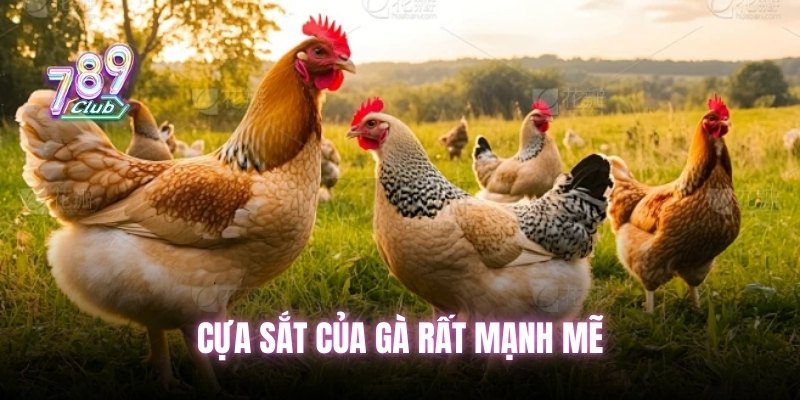 Cựa sắt của gà rất mạnh mẽ
