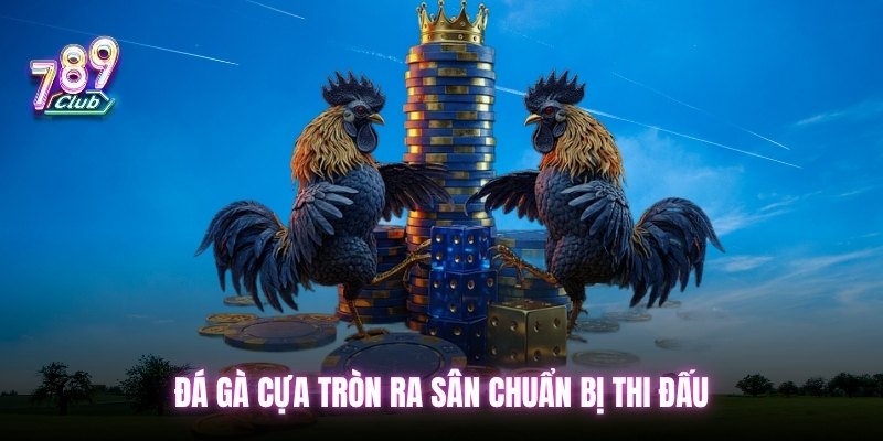 Đá gà cựa tròn ra sân chuẩn bị thi đấu