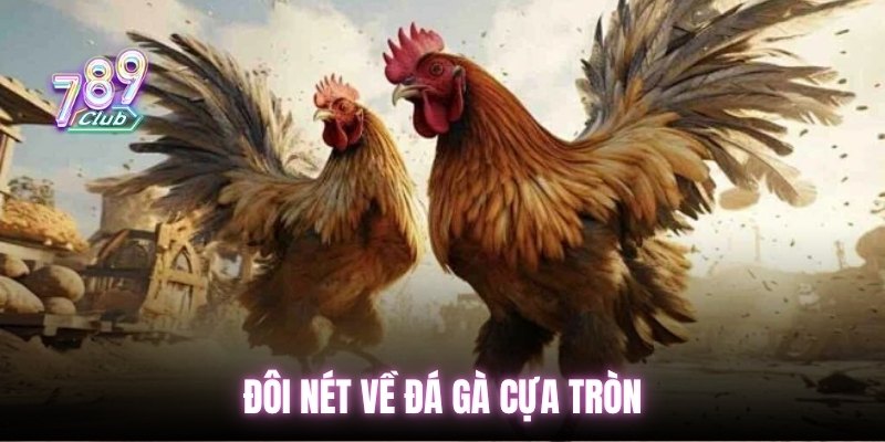Đôi nét về đá gà cựa tròn