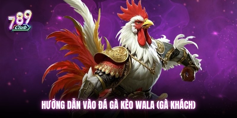 Hướng dẫn vào đá gà kèo Wala (gà khách)