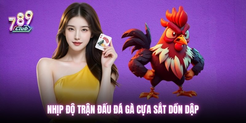 Nhịp độ trận đấu đá gà cựa sắt dồn dập