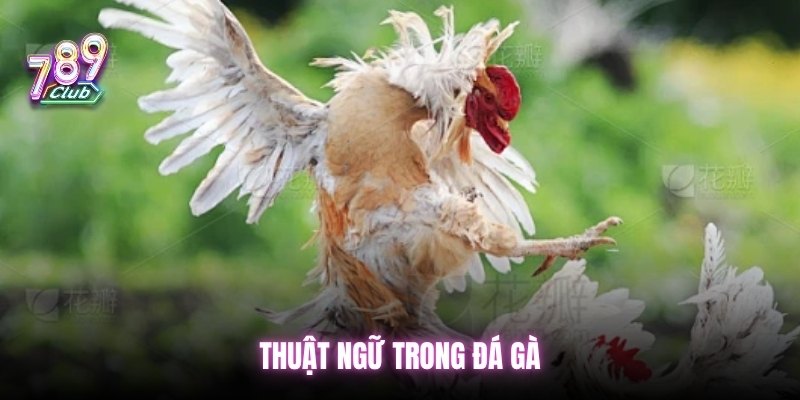 thuat-ngu-trong-da-ga