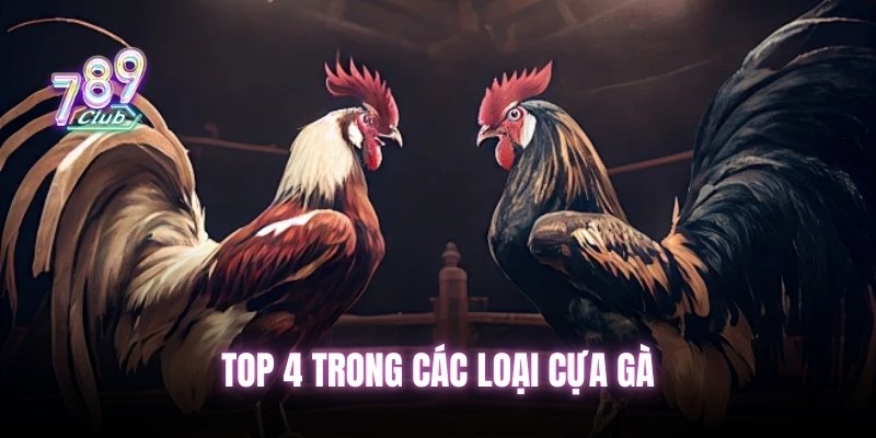 Top 4 trong các loại cựa gà